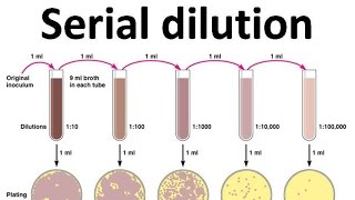 serial dilution lab purpose